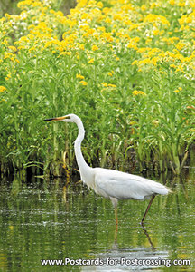 vogelkaarten, ansichtkaarten vogels Grote zilverreiger, bird postcards Great egret, postkarte vögel Silberreiher