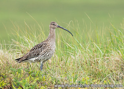 ansichtkaarten wulp kaart, bird postcards Eurasian curlew, vögel postkarte  Großer Brachvogel