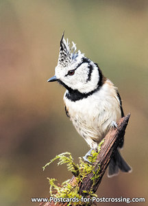 Ansichtkaart Kuifmees kaart, bird postcards European crested tit, Vogel Postkarte Haubenmeise