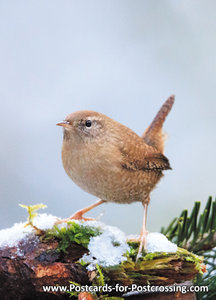 ansichtkaart vogels Winterkoninkje, postcard forest birds Eurasian wren, Vögel Postkarte Zaunkönig