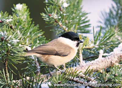 ansichtkaart Glanskop kaart, bird postcard Marsh tit, Vögel Postkarte Sumpfmeise