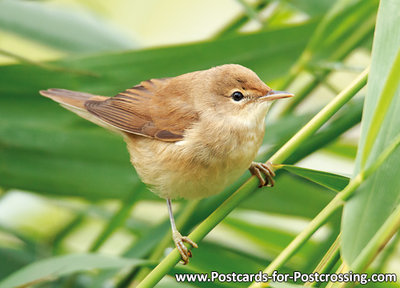 ansichtkaarten vogels Bosrietzanger, bird postcard Marsh warbler, Vögel Postkarte Sumpfrohrsänger