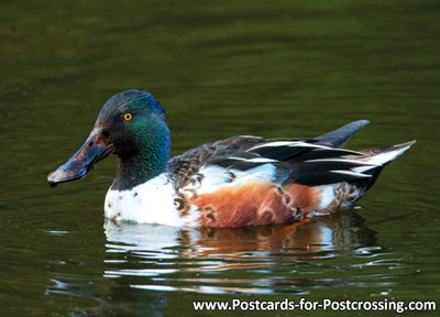 vogelkaarten, ansichtkaarten vogels Slobeend, bird postcards Northern shoveler, vögel postkarte  Löffelente