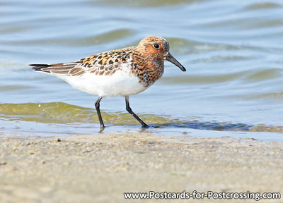 vogelkaarten, Kleine strandloper, bird postcards Little stint, Vogel Postkarte Zwergstrandläufer