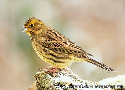 ansichtkaart Geelgors, Bird postcard Yellowhammer, Vögel Postkarte Goldammer