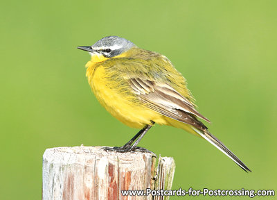 vogelkaart, Gele kwikstaart - bird postcard Western yellow wagtail - Vögel Postkarte Schafstelze