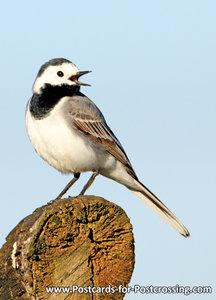 vogelkaarten, ansichtkaarten vogels Witte kwikstaart - bird postcard White wagtail - Vögel Postkarte Bachstelze