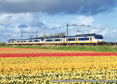 trein ansichtkaart Sprinter trein met tulpenveld, train postcard Sprinter, Zug Postkarte Sprinter