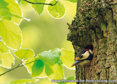 ansichtkaart bosvogels Grote bonte specht, bird postcards Great spotted woodpecker, wald vögel Postkarte Buntspecht