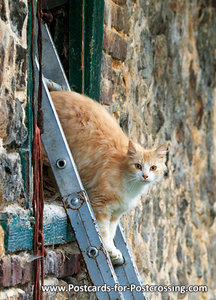 Ansichtkaart kat op ladder, postcard Cat on ladder, Postkarte Katze auf Leiter