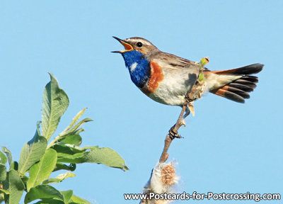 Vogel kaart ansichtkaart Blauwborst - bird postcard Bluethroat, Vögel Postkarte Blaukehlchen