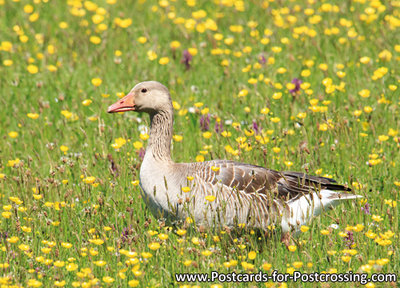 vogelkaart, ansichtkaarten vogels Grauwe gans, bird postcards Greylag goose, Vögel Postkarte Graugans