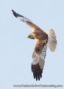 Vogel kaart Bruine kiekendief, Bird postcards Western marsh harrier, Vögel postkarte greifvögel Rohrweihe