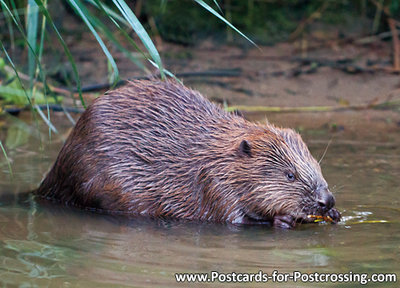 dierenkaarten ansichtkaart dieren bever Biesbosch, animal postcard Eurasian beaver, Tier Postkarte Biber