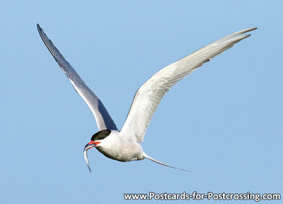 vogelkaart, ansichtkaarten vogels Visdief, bird postcards Common tern, vögel postkarte Fluss Seeschwalbe