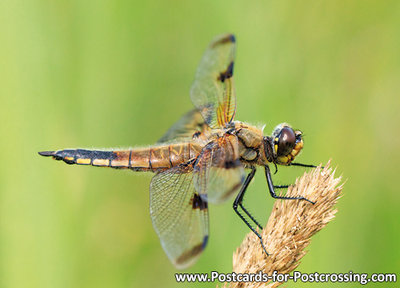 ansichtkaart Viervlek libelle - postcard dragonfly Four spotted chaser - postkarte Vierfleck libelle