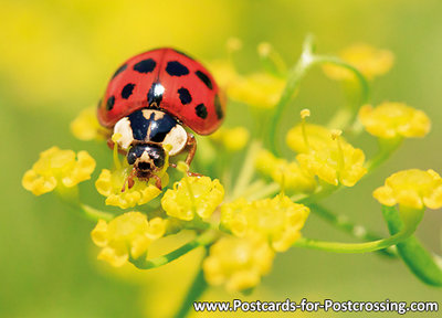 ansichtkaart Lieveheersbeestje kaart - Lady beetle postcard  - Postkarte / Ansichtskarte Marienkäfer 