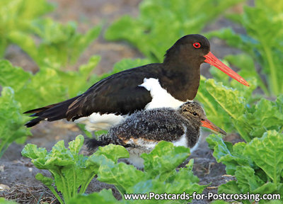 Ansichtskaart Scholekster kaart, bird postcards Eurasian oystercatcher, Vögel postkarten Austernfischer