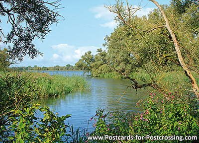 ansichtkaart Biesbosch, Postcard Biesbosch, Postkarte Biesbosch