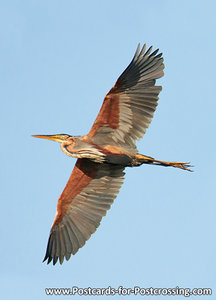 ansichtkaart Purperreiger kaart, bird postcards Purple heron, postkarte vögel Purpurreiher