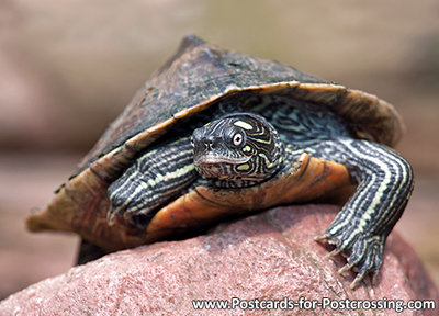 ansichtkaart schildpad kaart, postcard animals False map turtle - postkarte Tiere Falsche Landkarten-H&#x00f