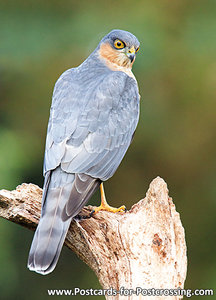 ansichtkaart sperwer kaart - bird postcard Eurasian sparrow hawk - postkarte greifvögel Sperber