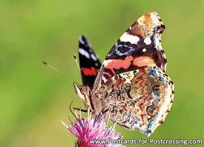 Vlinder kaarten, ansichtkaart Distelvlinder - postcard butterfly Painted lady - postkarte Schmetterling Distelfalter