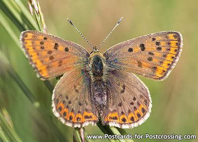 Vlinder kaarten, Bruine vuurvlinder - Sooty copper butterfly postcard - postkarte Schmetterling Brauner Feurerfalter
