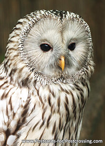 uilen kaarten ansichtkaart Oeral uil, owl postcards Ural owl, postkarte Eulen Habichtskauz