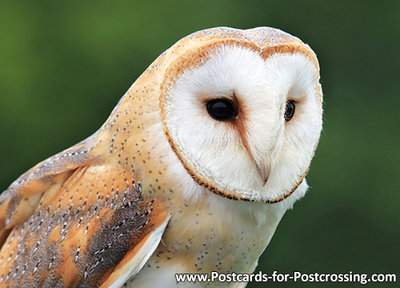 ansichtkaart Kerkuil kaart, owl postcards Barn owl, Vögel Postkarte Eule Schleiereule