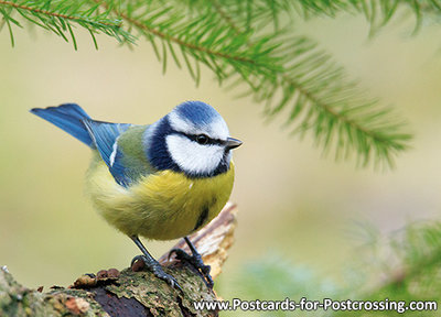 ansichtkaart vogelkaart Pimpelmees, bird postcards Eurasian blue tit , Postkarte Vögel Blaumeise