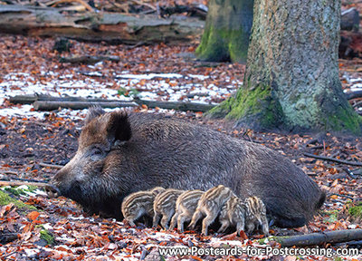 dierenkaarten, ansichtkaarten wilde dieren Everzwijn, animal postcard Wild boar, Tier Postkarte Wildschwein