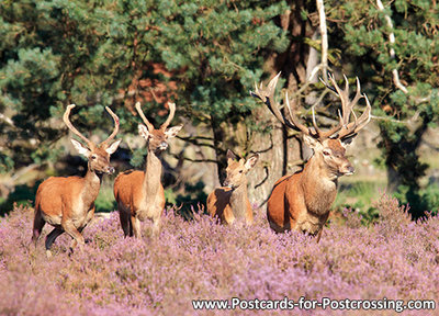 ansichtkaarten dieren Edelherten kaart, animal postcard Red deer, Tierpostkarte Rotwild