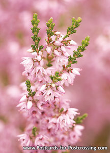 ansichtkaart heide kaart - heath postcard - blumen Postkarten heide