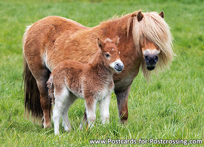 dieren kaarten ansichtkaart Shetlandpony, Shetland pony postcards, Tiere postkarten Shetlandpony