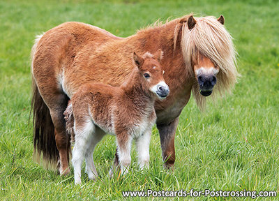 Gezondheid maak je geïrriteerd kant Ansichtkaart Shetlandpony - Natuurlijkefoto.nl