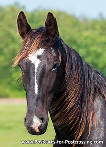 dieren kaarten ansichtkaart paard, horse postcards, Tiere postkarten Pferd