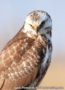 Buizerd kaart, ansichtkaart - postcard raptor bird Common buzzard - postkarte greifvögel Mäusebussard