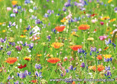 ansichtkaart wilde bloemen kaart - wild flowers postcard - Postkarte Wilde Blumen