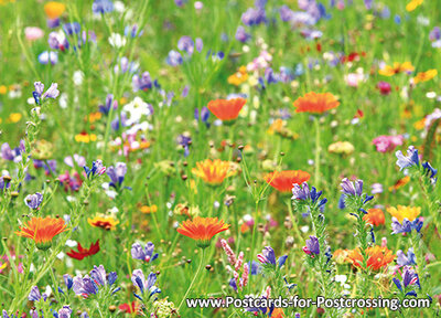 Uitlijnen In detail droefheid Wilde bloemen kaart - Prachtige ansichtkaart van wildebloemen