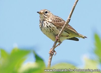 ansichtkaart graspieper kaart - bird postcard Meadow pipit - Vögel Postkarte Wiesenpieper