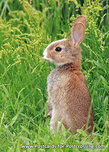 kaart konijntje, wild animal postcard European rabbit, Tierpostkarte Wildkaninchen