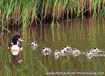 vogelkaarten, ansichtkaarten Bergeend, bird postcards Common shelduck, postkarte vögel Brandgans