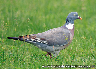 ansichtkaart vogel kaart houtduif - bird postcard Common wood pigeon - Vögel postkarte Ringeltaube