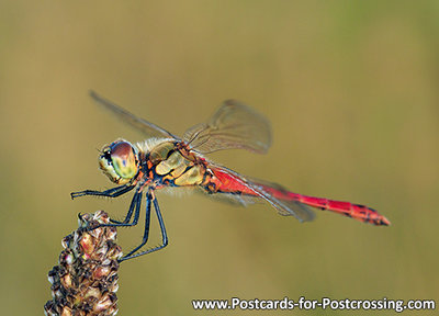 Ansichtkaart Heidelibel kaart, Postcard Heather dragonfly, Postkarte Heidelibellen