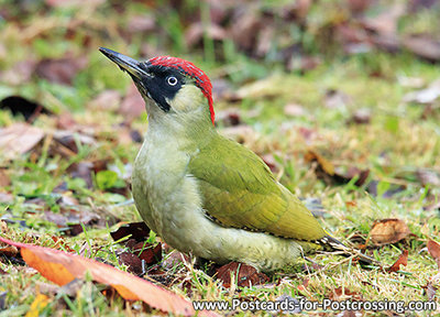 ansichtkaart Groene specht kaart, bird postcard European green woodpecker, Waldvögel Postkarte Grünspecht