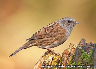 ansichtkaart Heggenmus kaart, Bird postcard Dunnock, Waldvögel Postkarte Heckenbraunelle