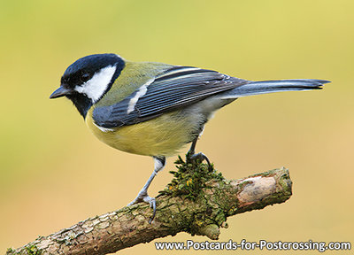 ansichtkaart Koolmees kaart, bird postcard Great tit, Waldvögel Postkarte Kohlmeise