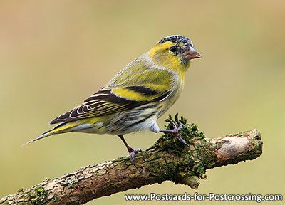 ansichtkaart Sijs kaart, bird postcard Eurasian siskin, Waldvögel Postkarte Erlenzeisig