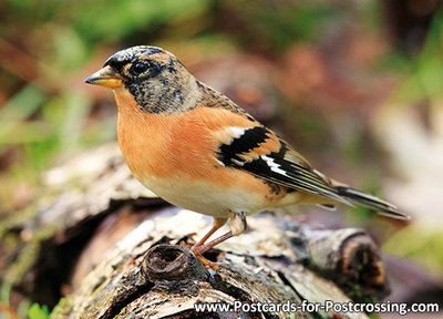 ansichtkaart Keep kaart, bird postcard Brambling, Waldvögel Postkarte Bergfink